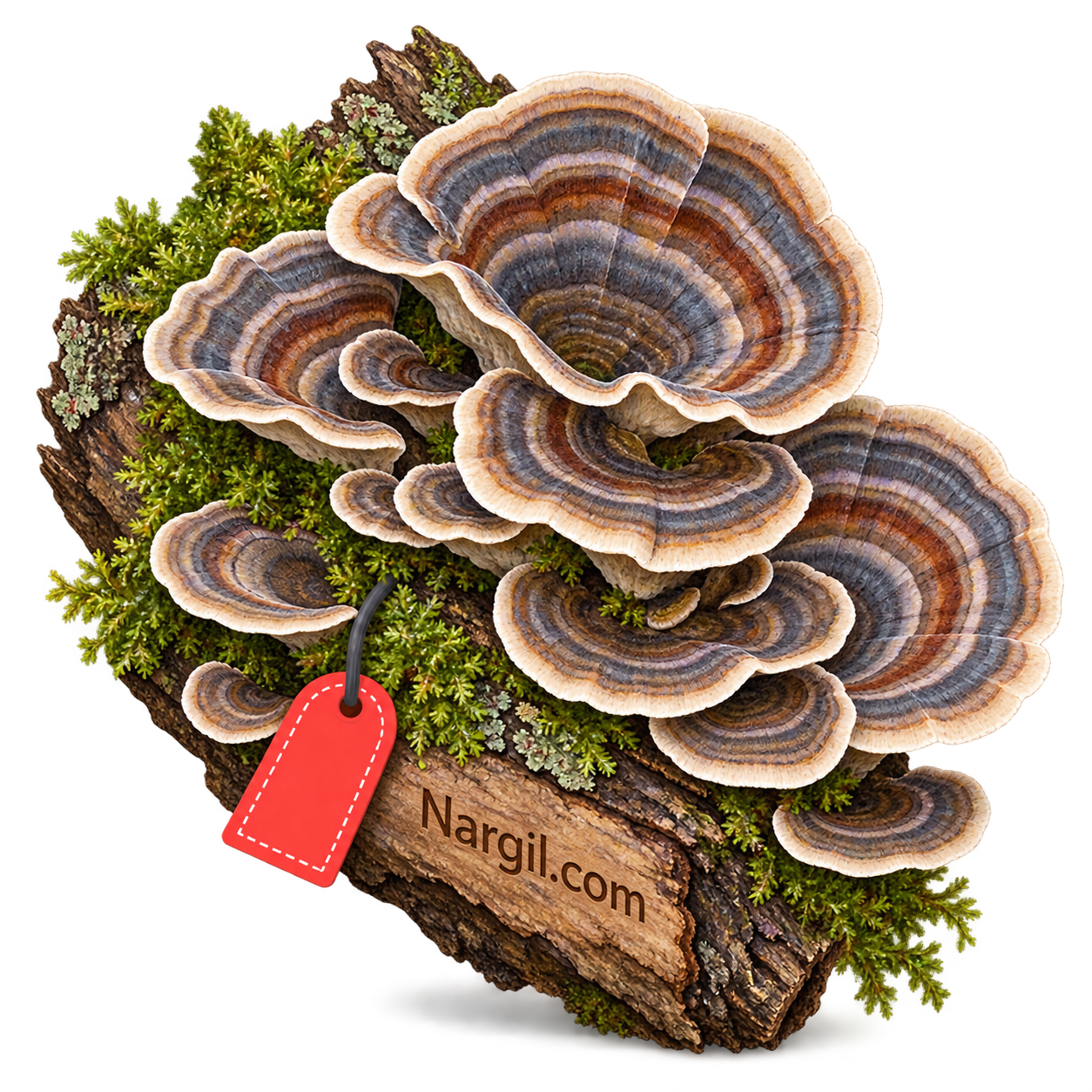 Nargil_Trametes versicolor